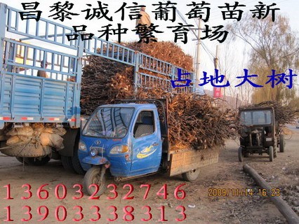 供应占地用苗 出售占地葡萄苗木占地葡萄苗小苗